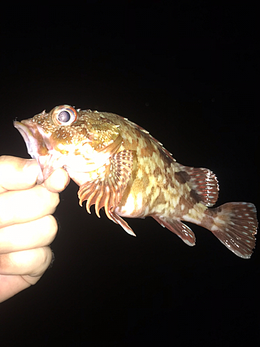 カサゴの釣果