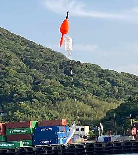 イワシの釣果