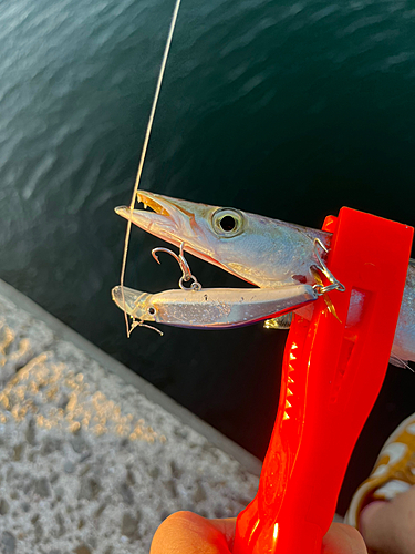 カマスの釣果