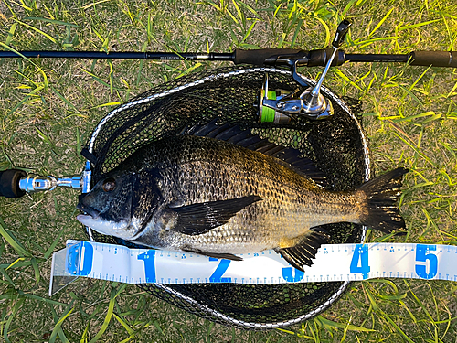 クロダイの釣果