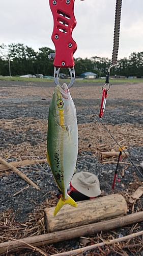 ワカシの釣果