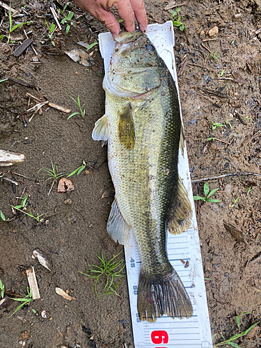 ラージマウスバスの釣果