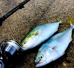 ツバイソの釣果