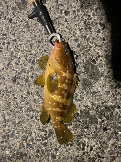 アコウの釣果