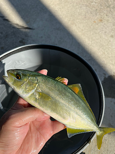 ショゴの釣果