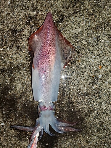 ケンサキイカの釣果