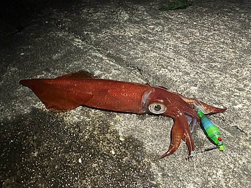 ケンサキイカの釣果