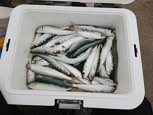 イワシの釣果