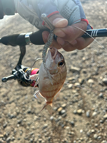 チャリコの釣果