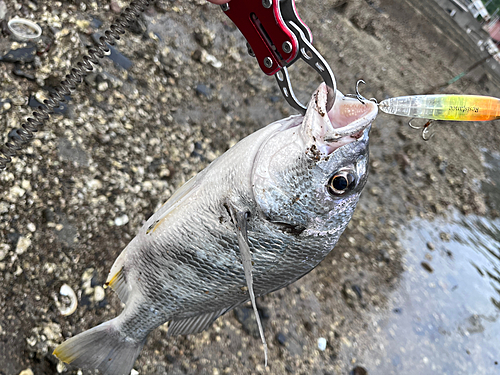 チヌの釣果