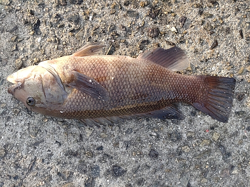 コブダイの釣果