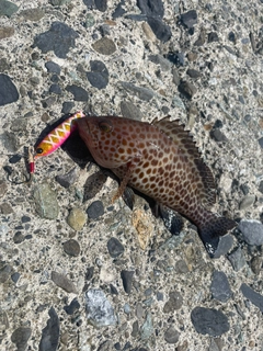 オオモンハタの釣果