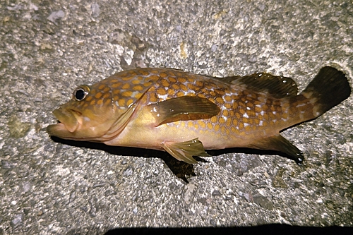 アコウの釣果