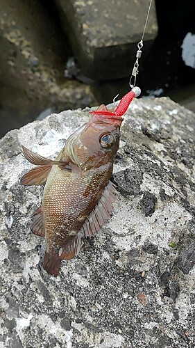 エゾメバルの釣果