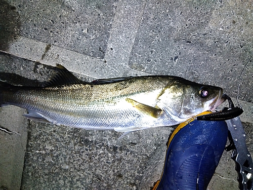 セイゴ（マルスズキ）の釣果