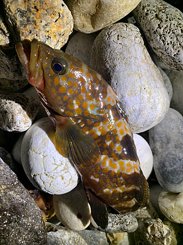 アコウの釣果