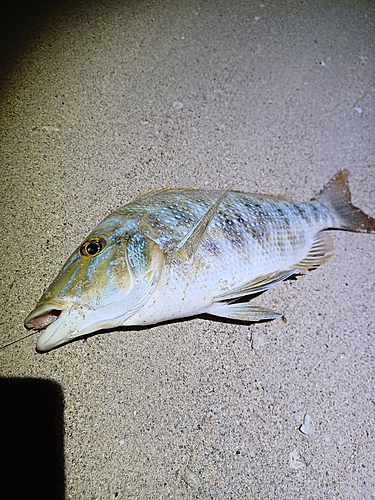 ハマフエフキの釣果