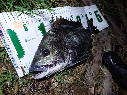 チヌの釣果