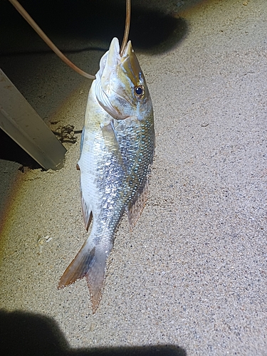 ハマフエフキの釣果