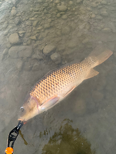 コイの釣果