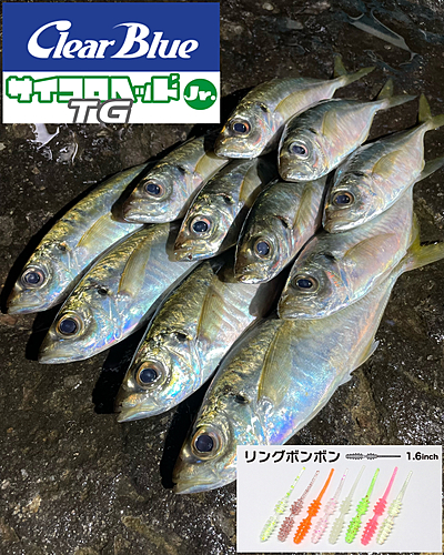 アジの釣果