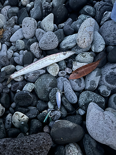 カマスの釣果