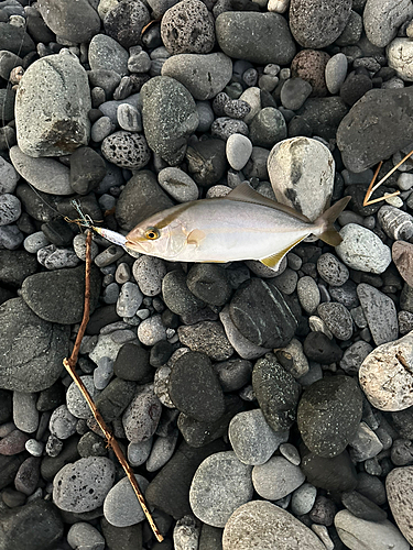 ショゴの釣果