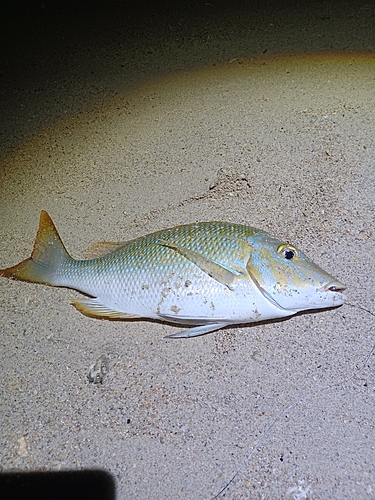 ハマフエフキの釣果