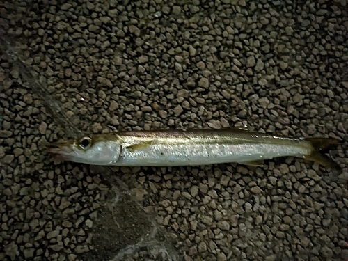 カマスの釣果