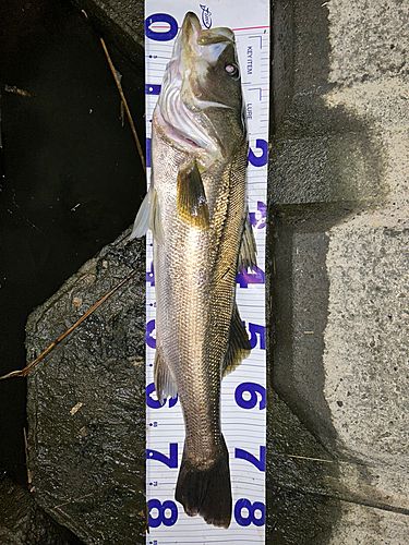 シーバスの釣果