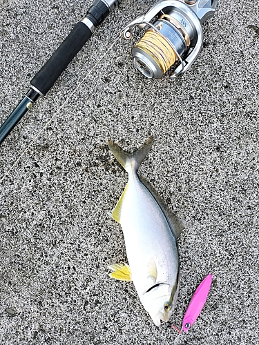 カンパチの釣果