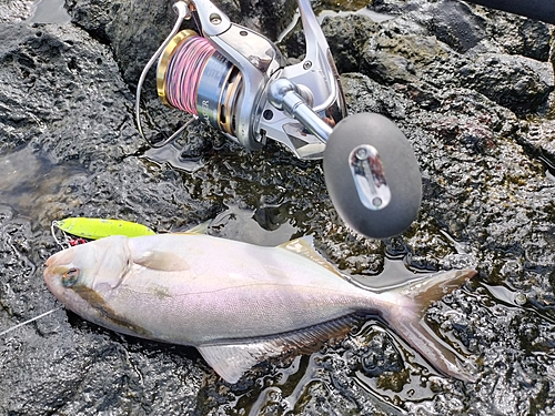 カンパチの釣果