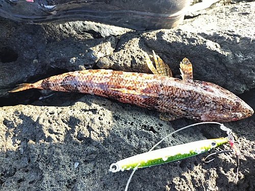 カンパチの釣果