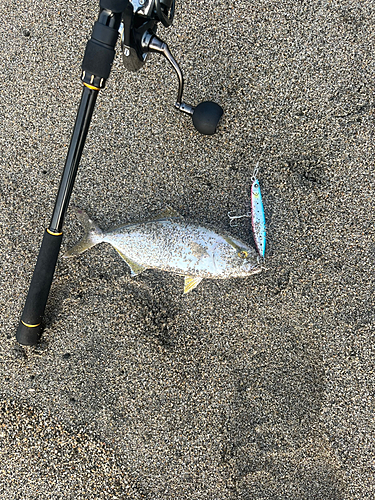 カンパチの釣果