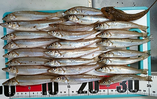 シロギスの釣果