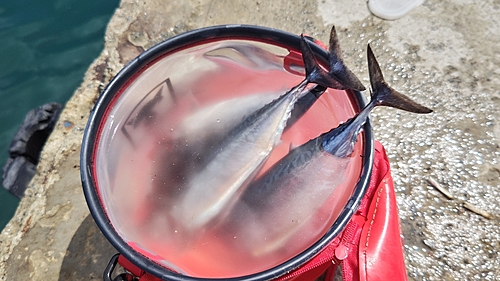 ソウダガツオの釣果