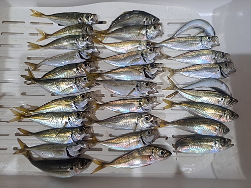 アジの釣果