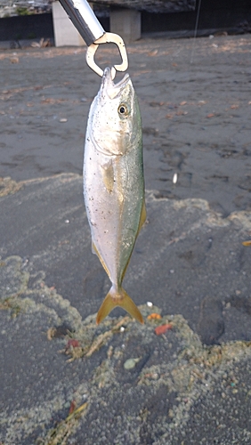 ワカシの釣果