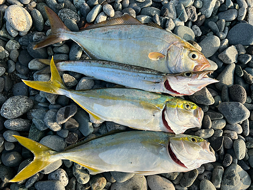 ショゴの釣果