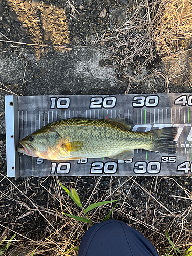 ラージマウスバスの釣果