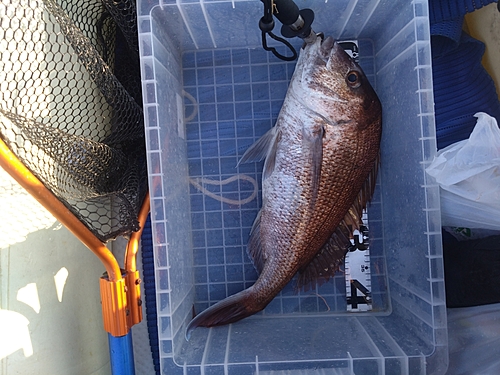 マダイの釣果