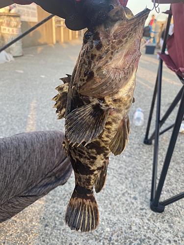 タケノコメバルの釣果