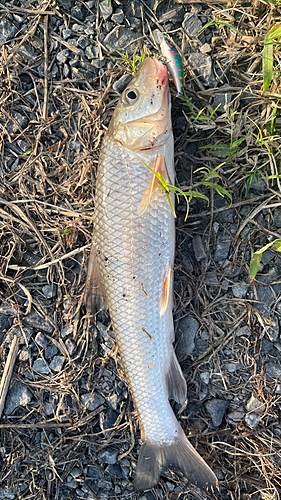 ニゴイの釣果