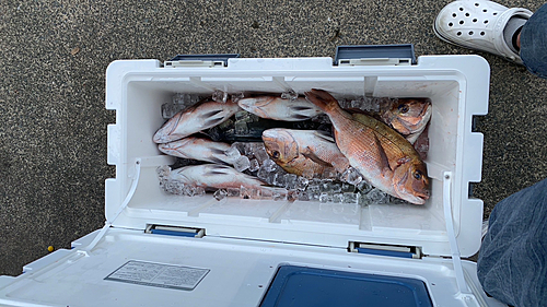 タイの釣果