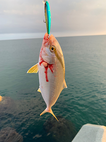 ショゴの釣果