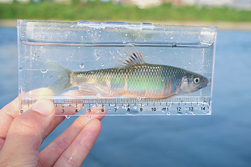 オイカワの釣果