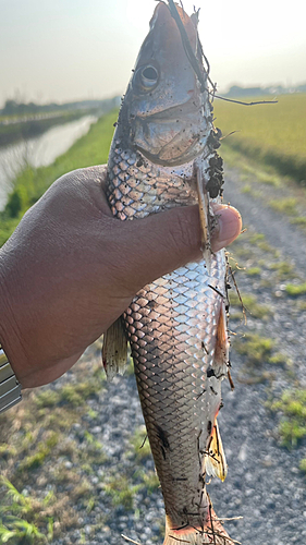 ニゴイの釣果