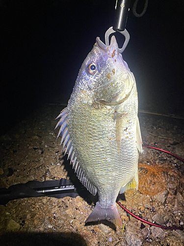 キビレの釣果