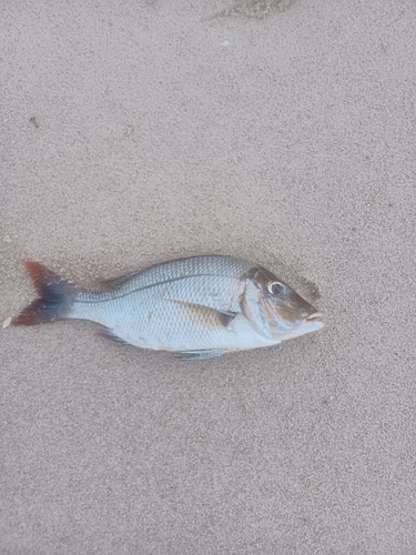 ハマフエフキの釣果