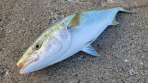 ワラサの釣果